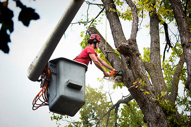 Best Utility Line Clearance  in Henderson, NC