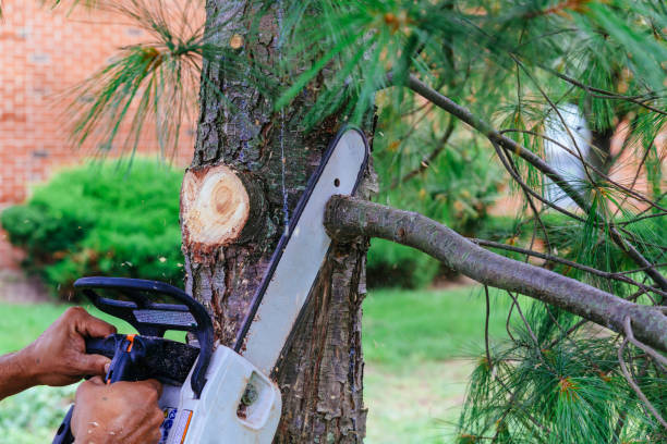 Best Arborist Consultation Services  in Henderson, NC